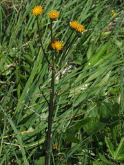 Tephroseris helenitis