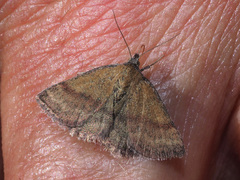 Phytometra viridaria
