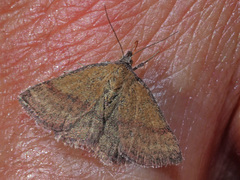 Phytometra viridaria