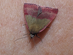 Phytometra viridaria