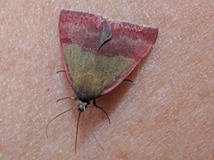 Phytometra viridaria