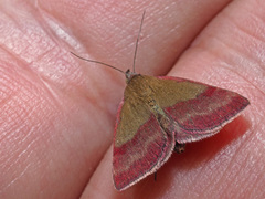 Phytometra viridaria