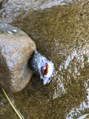 Acanthinucella punctulata