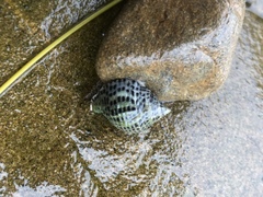 Acanthinucella punctulata