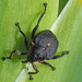 Iris Weevil - Photo (c) Felix Riegel, some rights reserved (CC BY-NC), uploaded by Felix Riegel