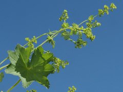 Alchemilla xanthochlora