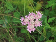 Heracleum austriacum, photograph (c) Robin Fokker, some rights reserved (CC BY)