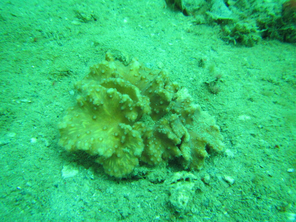 Cabbage Leather-Coral
