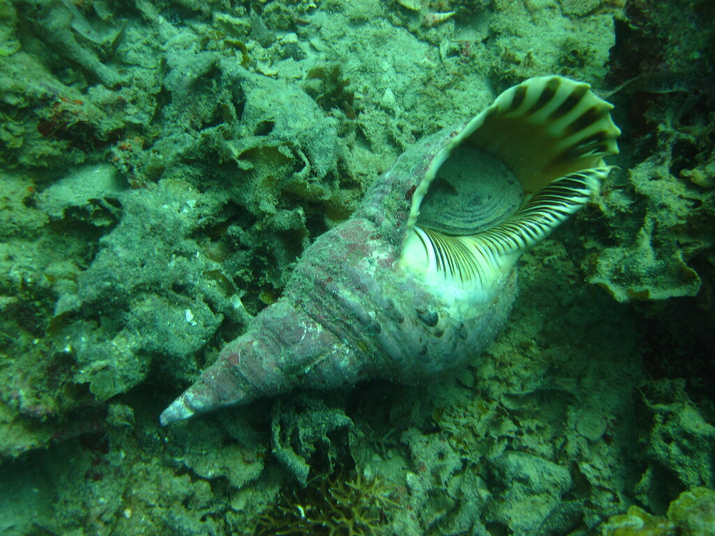 Giant triton