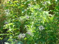 Eryngium hookeri