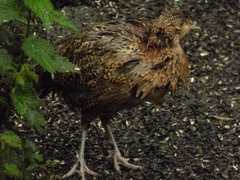 Phasianus colchicus