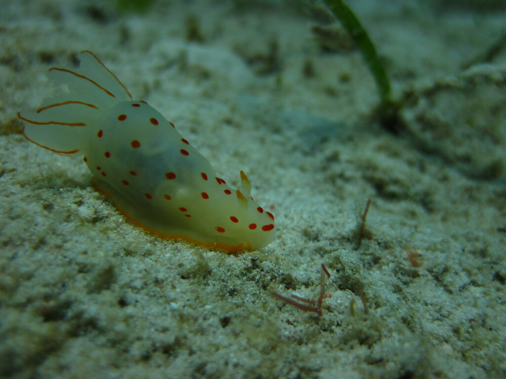 Polka-dot Gobble Dorid