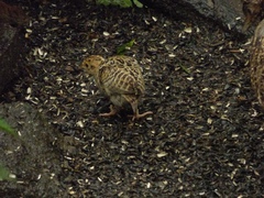 Phasianus colchicus