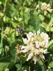 Megachile rotundata