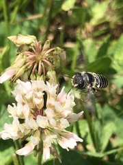 Megachile rotundata