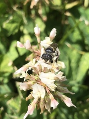 Megachile rotundata
