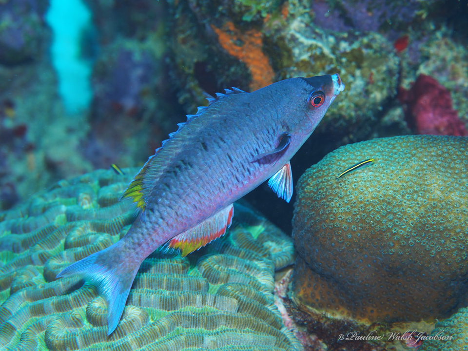 hogfishes