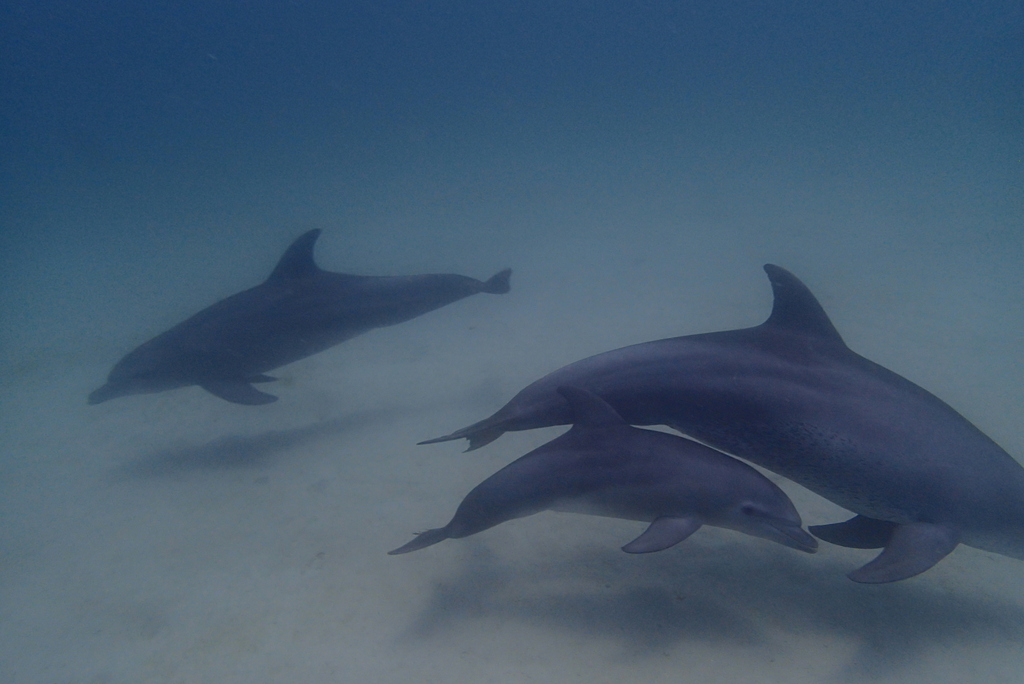Indo-Pacific bottlenose dolphins swimming together over sand