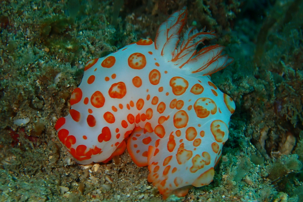 Orange-bobble Gobble Dorid