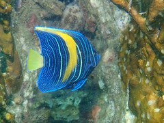 Yellowbar Angelfish