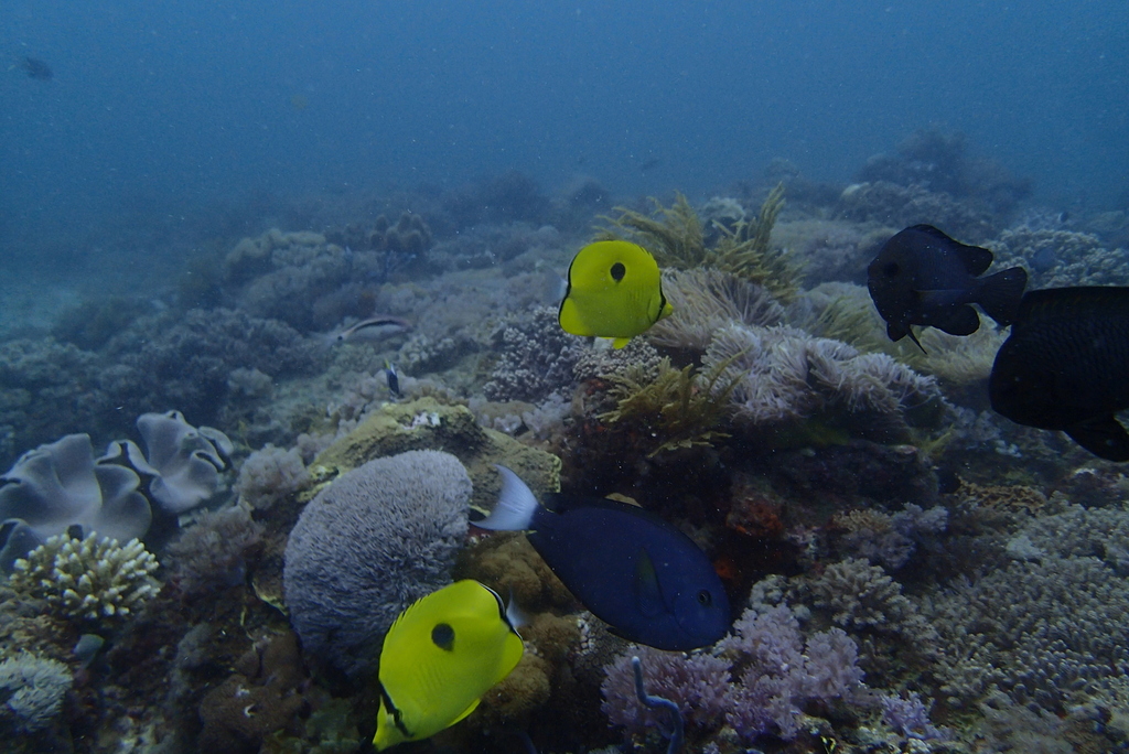Thompson's surgeonfish