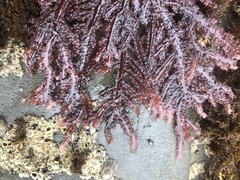 Neoptilota densa