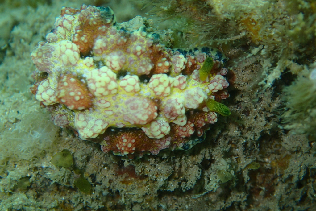 Gorgeous Wart Slug