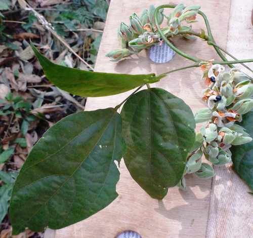 Rhynchosia pycnostachya