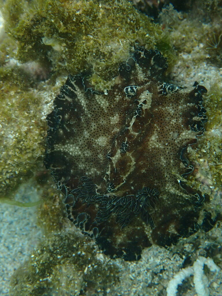 Bohol Discodoris