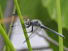 Nannothemis bella