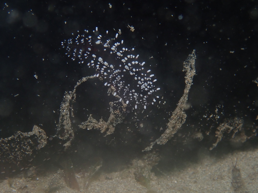 Club-spined Scale Worm