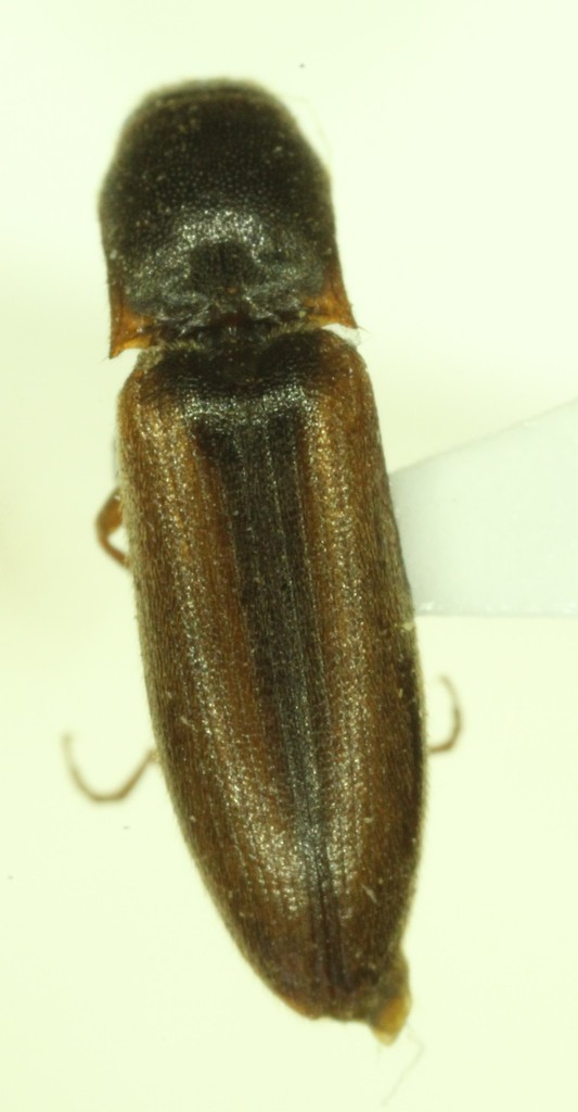 Dalopius suspectus