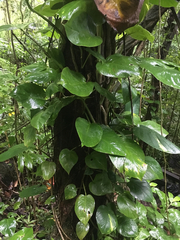 Epipremnum