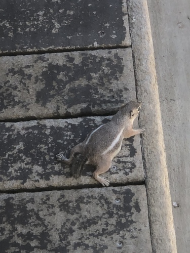 iNaturalist observation photo of White-tailed Antelope Squirrel