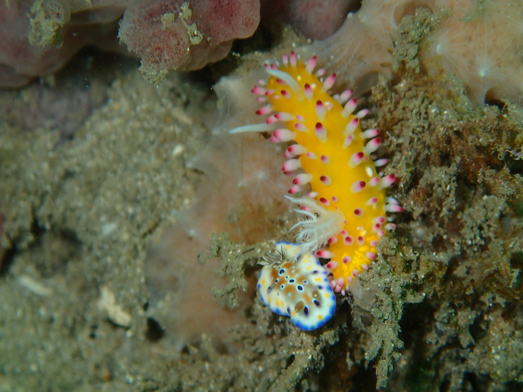 Sunburst Ray Dorid