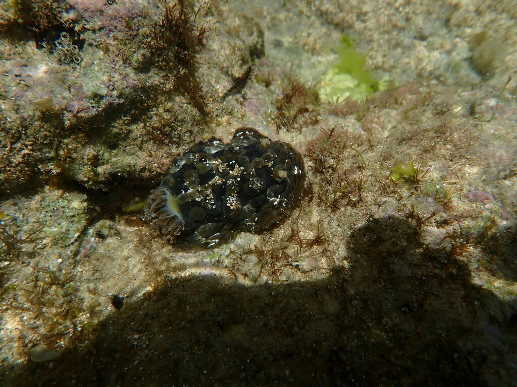 Starback Tentacled Dorid