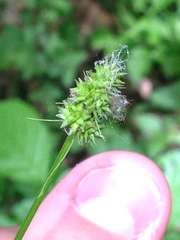 Carex cephalophora