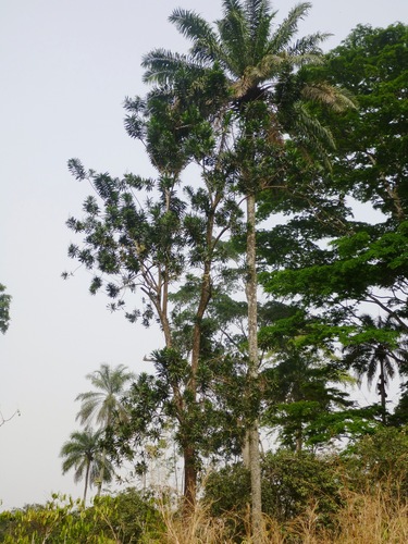 Dracaena perrottetii