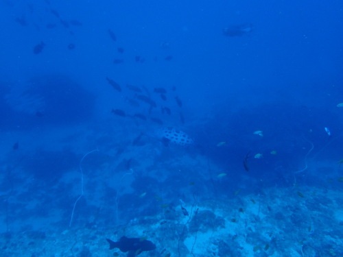Potato grouper