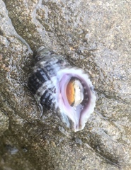 Paciocinebrina circumtexta