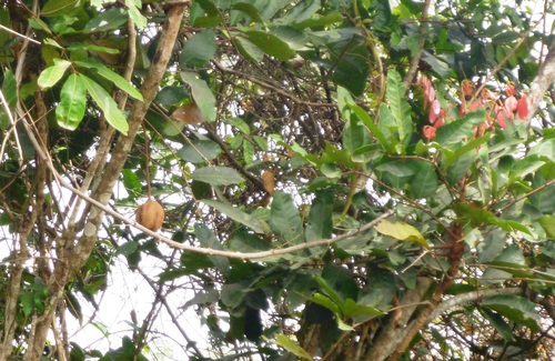 Carapa procera