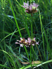Juncus nevadensis