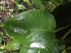 Epipremnum