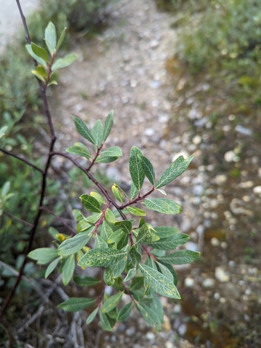 Image of Salix drummondiana by (c) Caleb Catto, some rights reserved (CC BY)