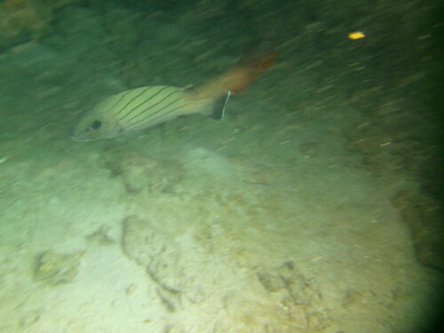 Plectorhinchus paulayi
