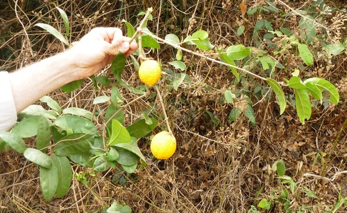 Landolphia dulcis