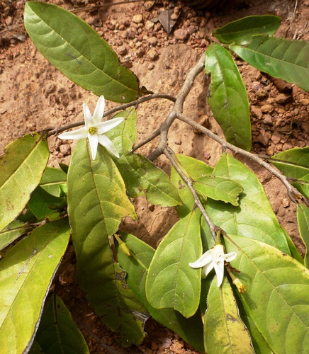 Mischogyne elliotiana