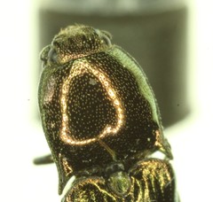 Nitidolimonius weidtii