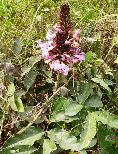 Newbouldia laevis