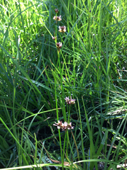 Juncus nevadensis